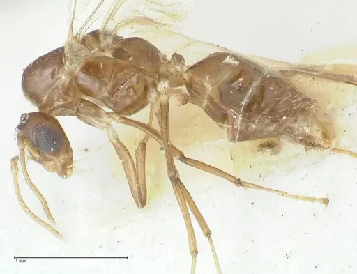 Camponotus bellus - FOCOL2292