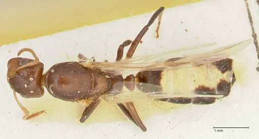 Camponotus bellus - FOCOL2293