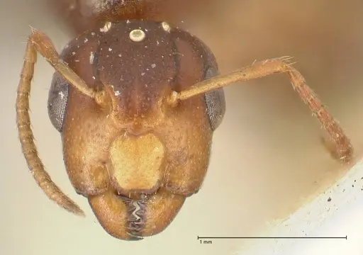 Camponotus bellus - FOCOL2293