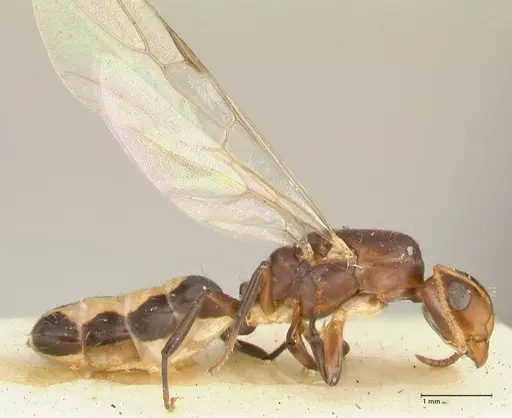 Camponotus bellus - FOCOL2293