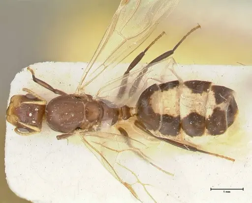 Camponotus bellus - FOCOL2294