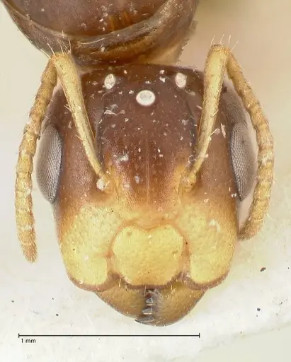 Camponotus bellus - FOCOL2294