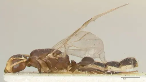 Camponotus bellus - FOCOL2294