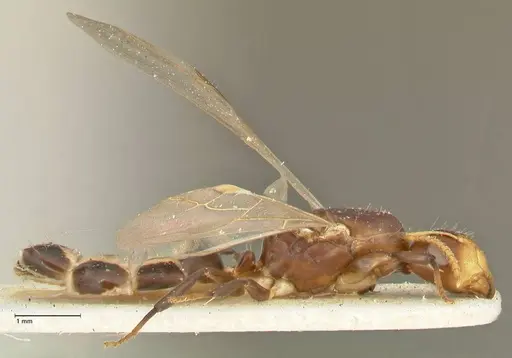 Camponotus bellus - FOCOL2294