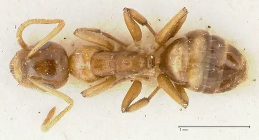 Camponotus bellus - FOCOL2295