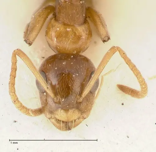Camponotus bellus - FOCOL2295
