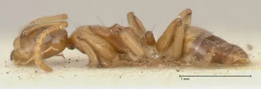 Camponotus bellus - FOCOL2295