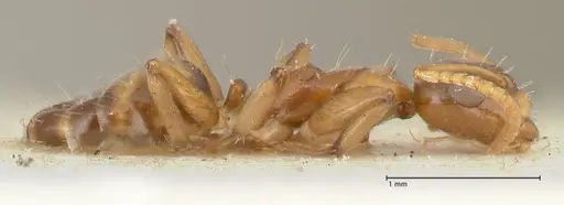 Camponotus bellus - FOCOL2295