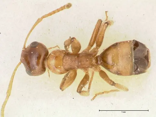 Camponotus bellus - FOCOL2296