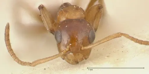 Camponotus bellus - FOCOL2296