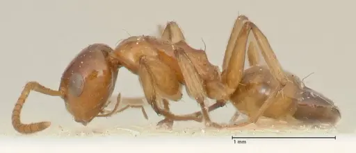 Camponotus bellus - FOCOL2296