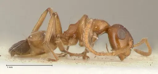 Camponotus bellus - FOCOL2296