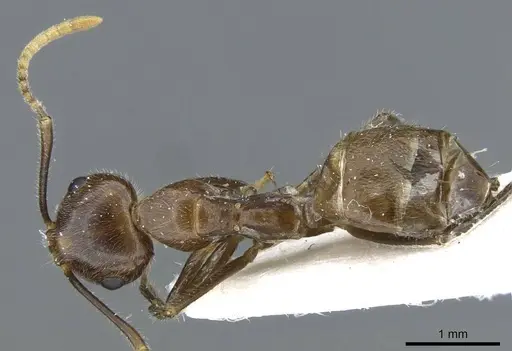 Camponotus belumensis specimen