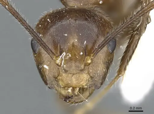 Camponotus belumensis specimen