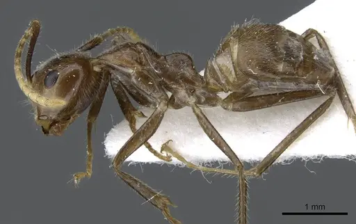 Camponotus belumensis specimen