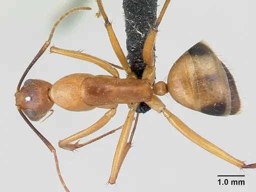 Camponotus bemaheva specimen