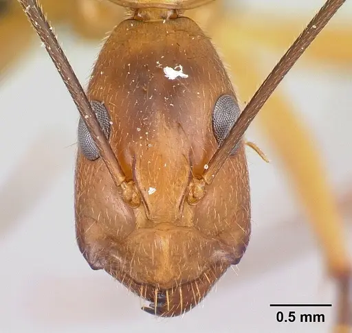 Camponotus bemaheva specimen