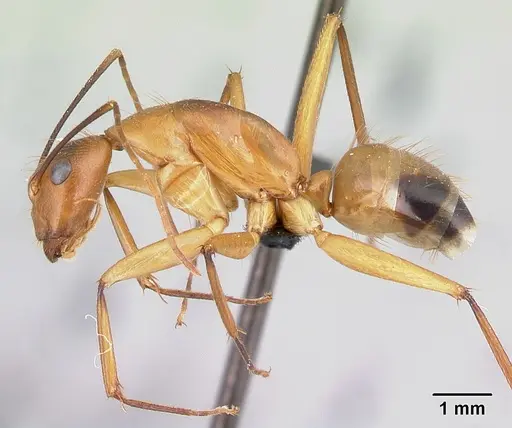 Camponotus bemaheva specimen
