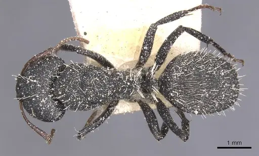Camponotus benguelensis specimen