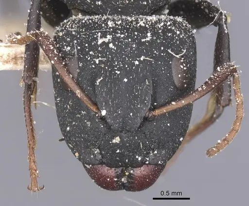 Camponotus benguelensis specimen