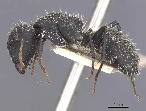 Camponotus benguelensis specimen