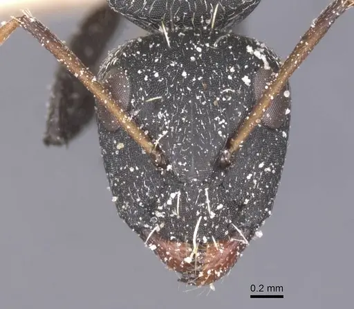 Camponotus benguelensis - CASENT0911829