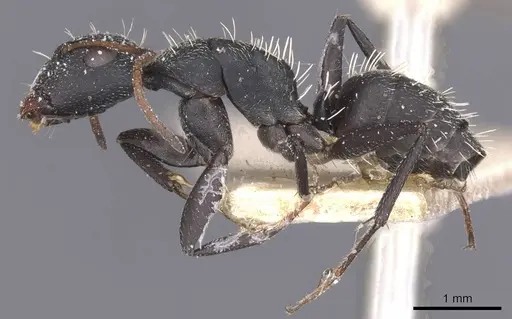Camponotus benguelensis - CASENT0911829