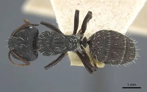 Camponotus benguelensis - CASENT0917163