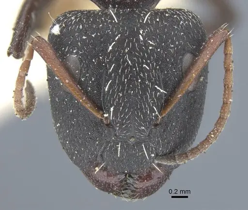 Camponotus benguelensis - CASENT0917163