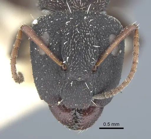 Camponotus benguelensis - CASENT0917163