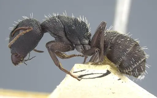 Camponotus benguelensis - CASENT0917163