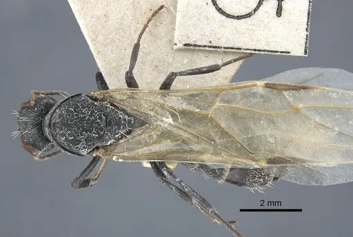 Camponotus benguelensis - CASENT0917164