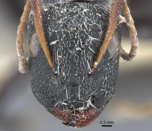 Camponotus benguelensis - CASENT0917164