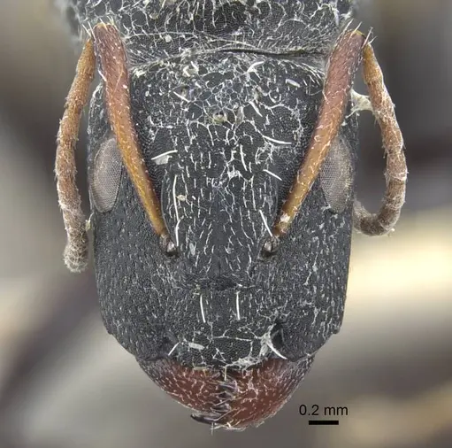 Camponotus benguelensis - CASENT0917164