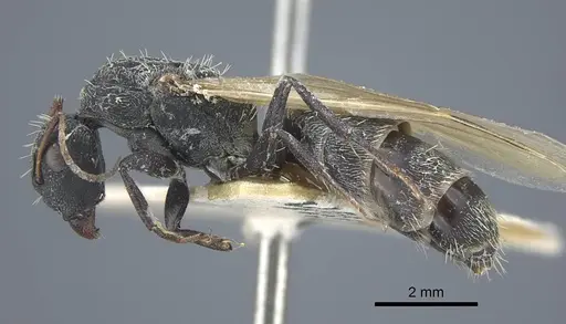 Camponotus benguelensis - CASENT0917164