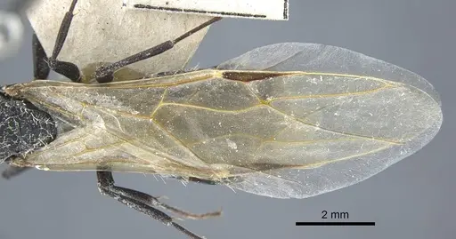 Camponotus benguelensis - CASENT0917164