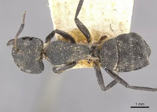 Camponotus berthoudi specimen