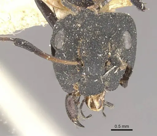 Camponotus berthoudi specimen