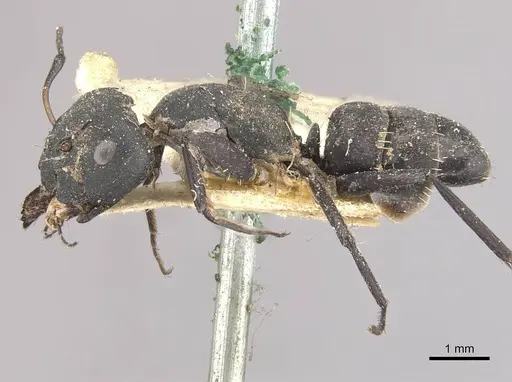 Camponotus berthoudi specimen