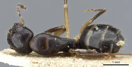 Camponotus bertolonii specimen