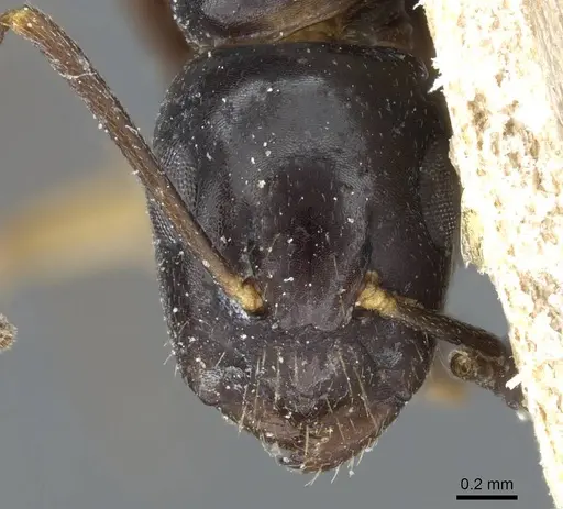 Camponotus bertolonii specimen