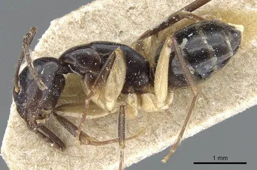 Camponotus bertolonii specimen