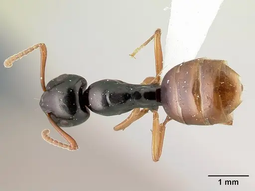 Camponotus bevohitra specimen
