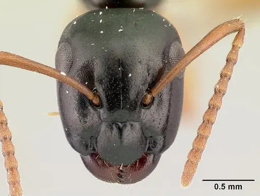 Camponotus bevohitra specimen