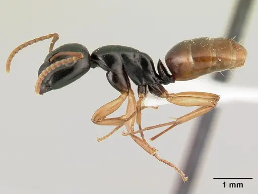 Camponotus bevohitra specimen