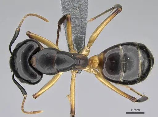 Camponotus bianconii specimen