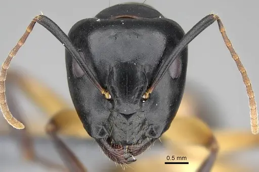Camponotus bianconii specimen