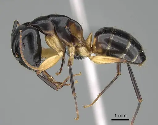 Camponotus bianconii specimen