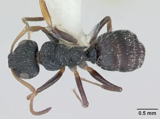 Camponotus bidens specimen