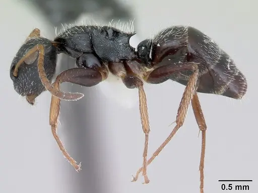 Camponotus bidens specimen